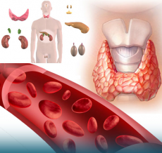 endocrinology endocrinology